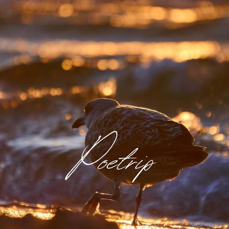 Poetrip, cover du single — mouette stylisée